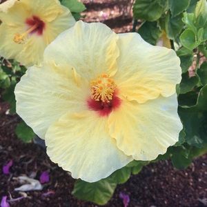 Meet your Posher, Lexi